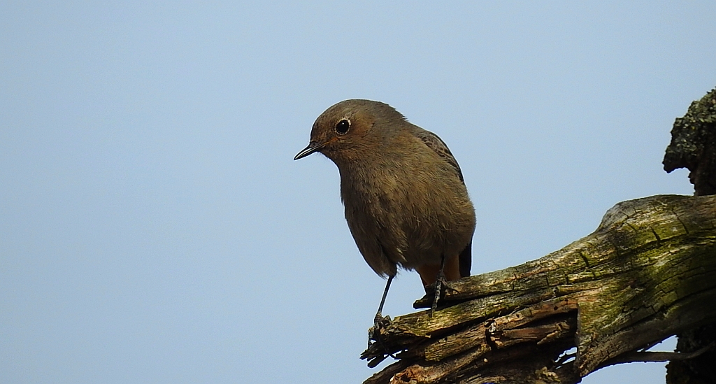 Kopciuszek zwyczajny, kopciuszek (Phoenicurus ochruros)