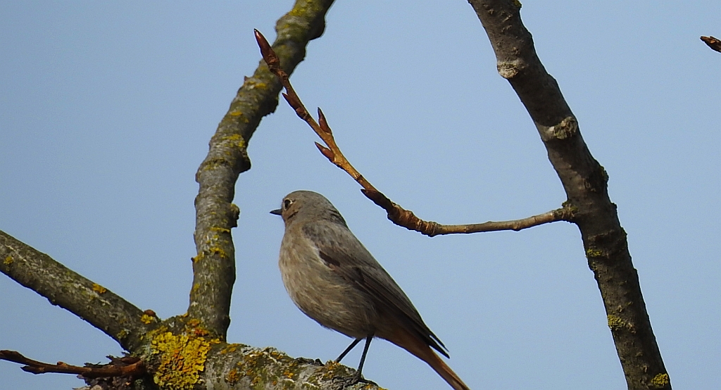 Kopciuszek zwyczajny, kopciuszek (Phoenicurus ochruros)