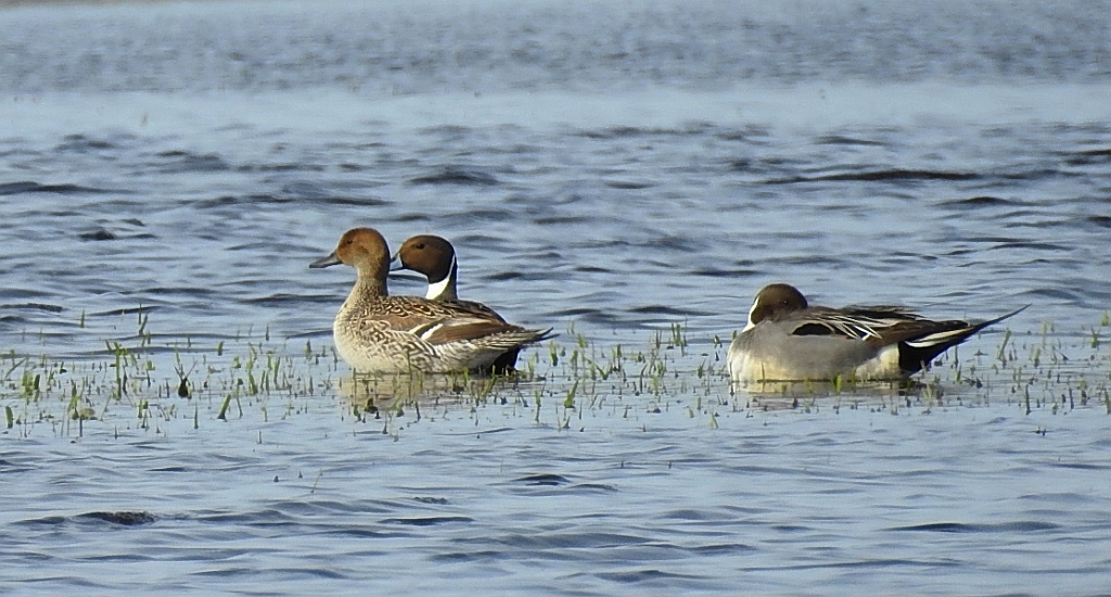 Rożeniec zwyczajny, rożeniec (Anas acuta)