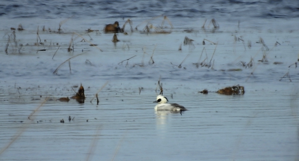 Bielaczek, tracz bielaczek (Mergellus albellus)