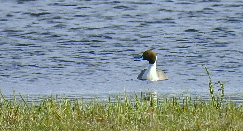 Rożeniec zwyczajny, rożeniec (Anas acuta)