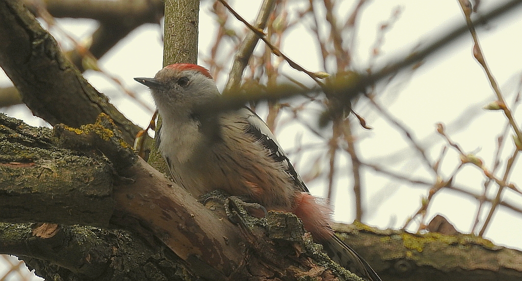 Dzięcioł średni (Dendrocopos medius)