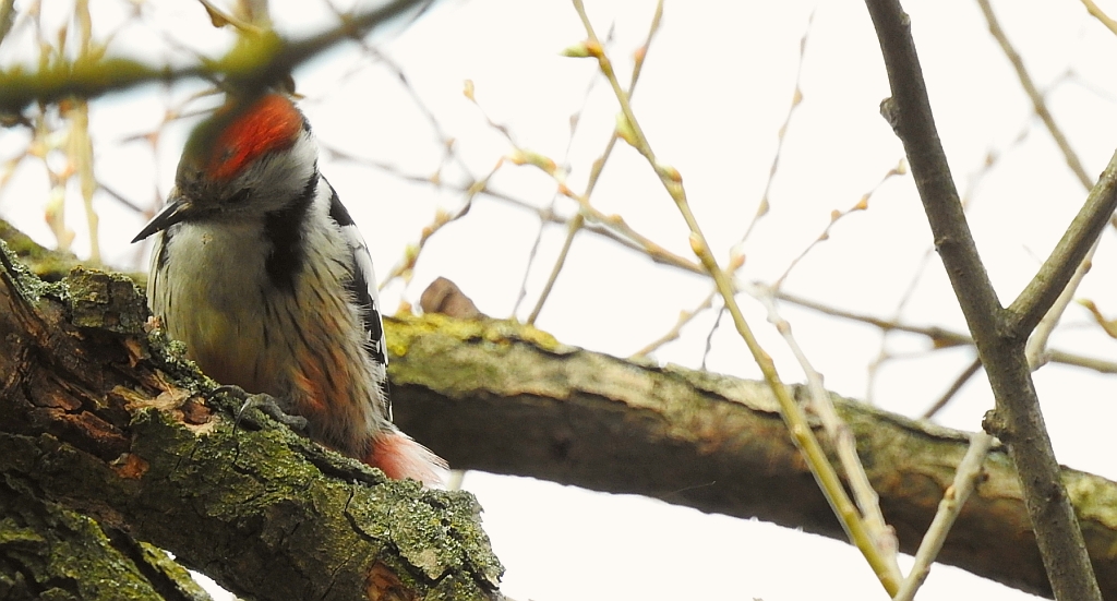 Dzięcioł średni (Dendrocopos medius)