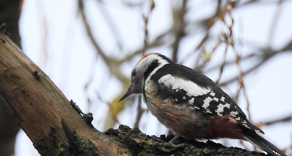 Dzięcioł średni (Dendrocopos medius)