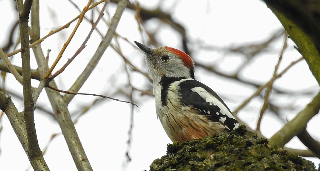 Dzięcioł średni (Dendrocopos medius)
