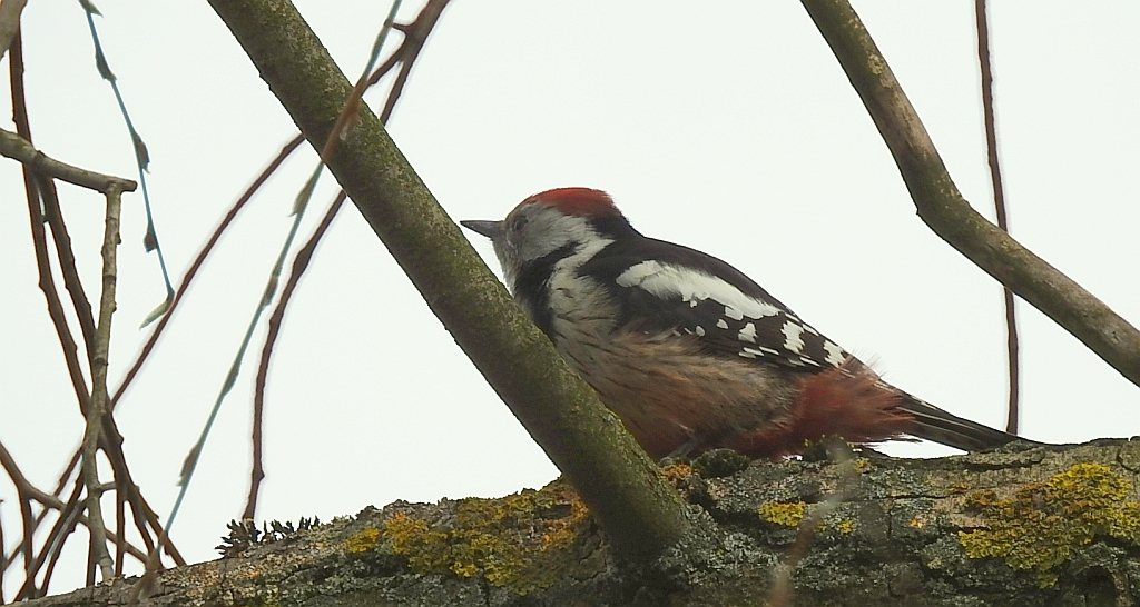 Dzięcioł średni (Dendrocopos medius)