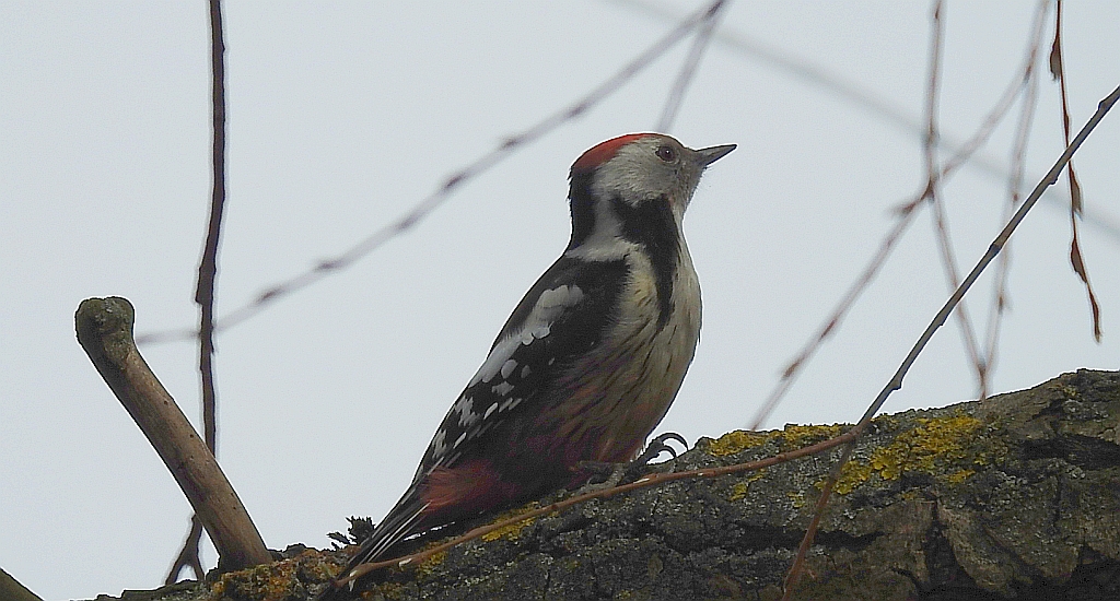 Dzięcioł średni (Dendrocopos medius)