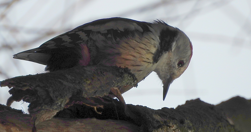 Dzięcioł średni (Dendrocopos medius)