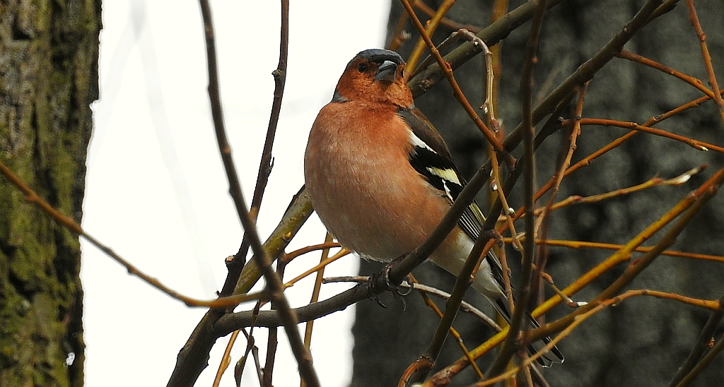 Zięba zwyczajna (Fringilla coelebs)