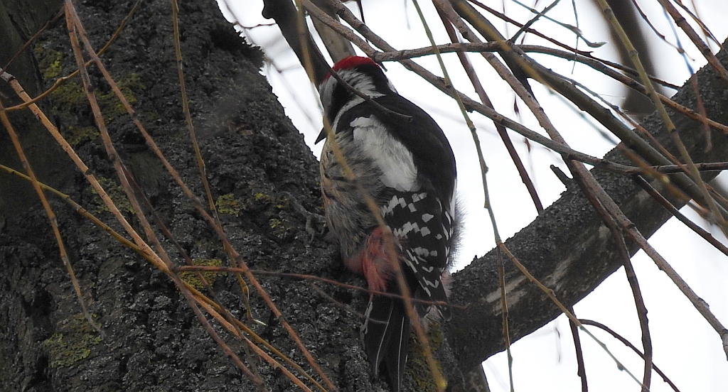 Dzięcioł średni (Dendrocopos medius)