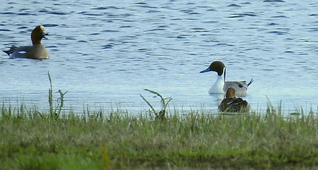 Rożeniec zwyczajny, rożeniec (Anas acuta) i świstun zwyczajny, świstun (Mareca penelope)
