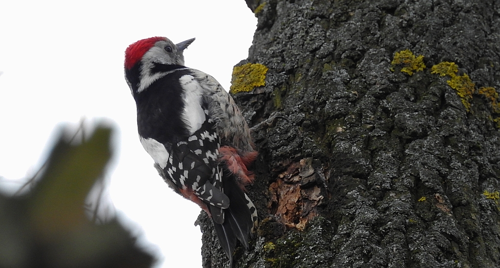 Dzięcioł średni (Dendrocopos medius)