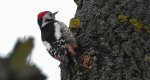 Dzięcioł średni (Dendrocopos medius)