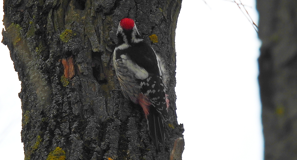 Dzięcioł średni (Dendrocopos medius)