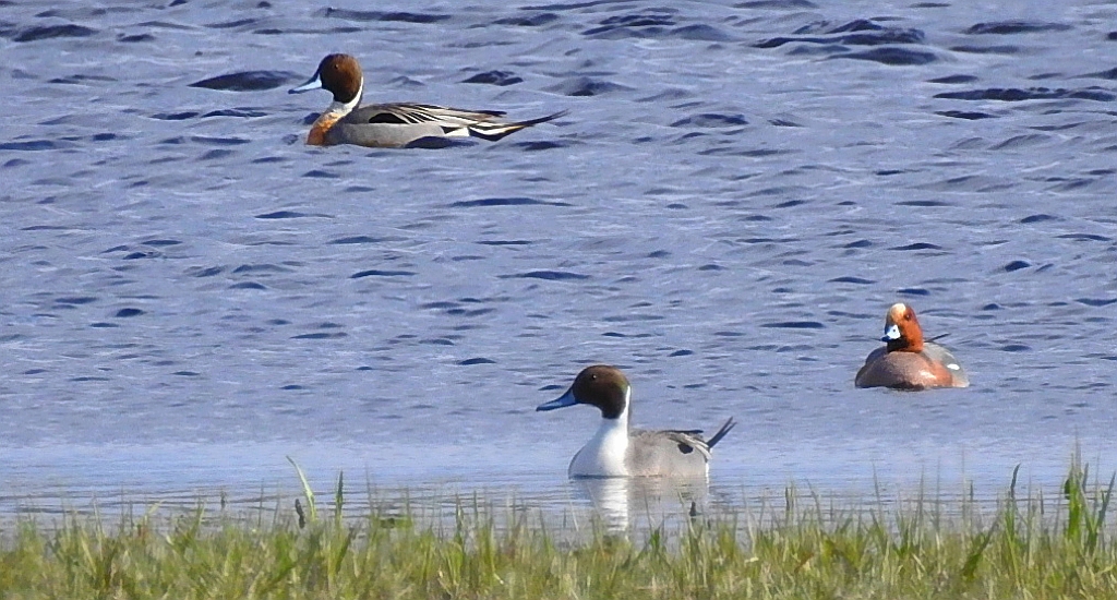Rożeniec zwyczajny, rożeniec (Anas acuta) i świstun zwyczajny, świstun (Mareca penelope)