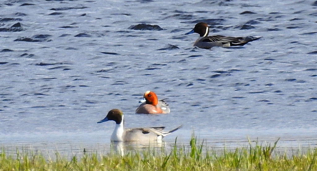 Rożeniec zwyczajny, rożeniec (Anas acuta) i świstun zwyczajny, świstun (Mareca penelope)