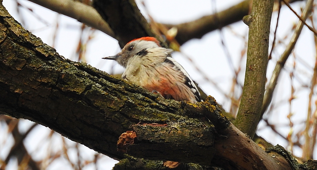 Dzięcioł średni (Dendrocopos medius)