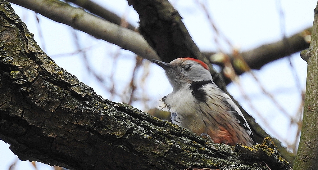Dzięcioł średni (Dendrocopos medius)