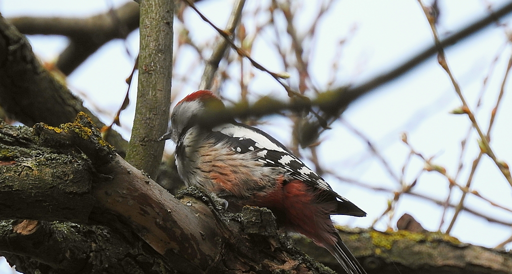 Dzięcioł średni (Dendrocopos medius)