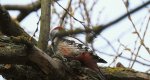 Dzięcioł średni (Dendrocopos medius)