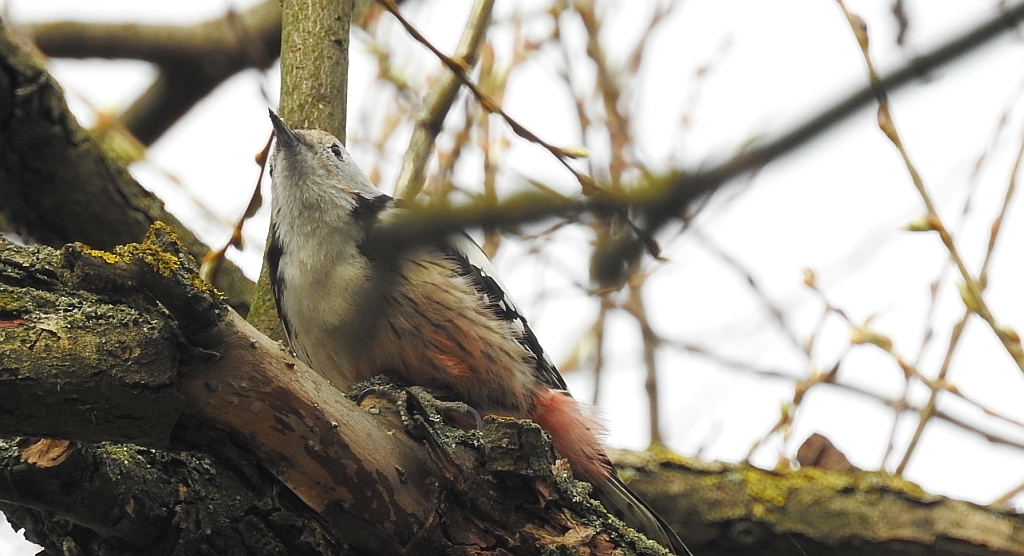 Dzięcioł średni (Dendrocopos medius)