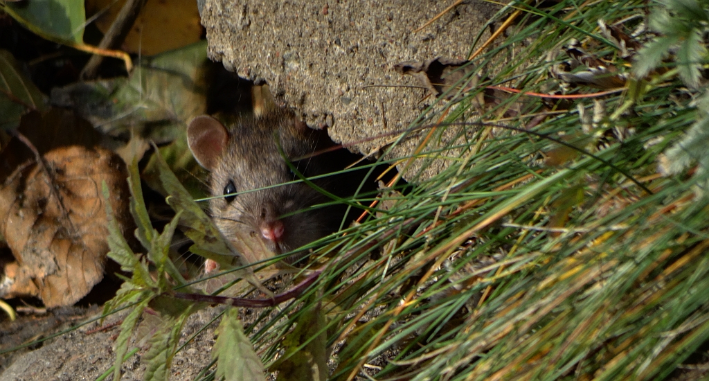 Szczur wędrowny (Rattus norvegicus)