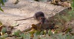 Szczur wędrowny (Rattus norvegicus)