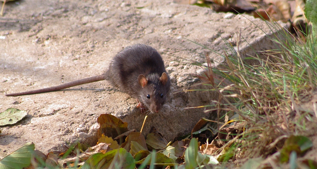 Szczur wędrowny (Rattus norvegicus)