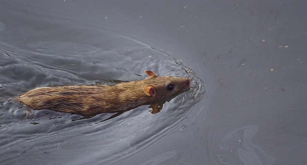 Szczur wędrowny (Rattus norvegicus)