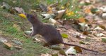 Szczur wędrowny (Rattus norvegicus)