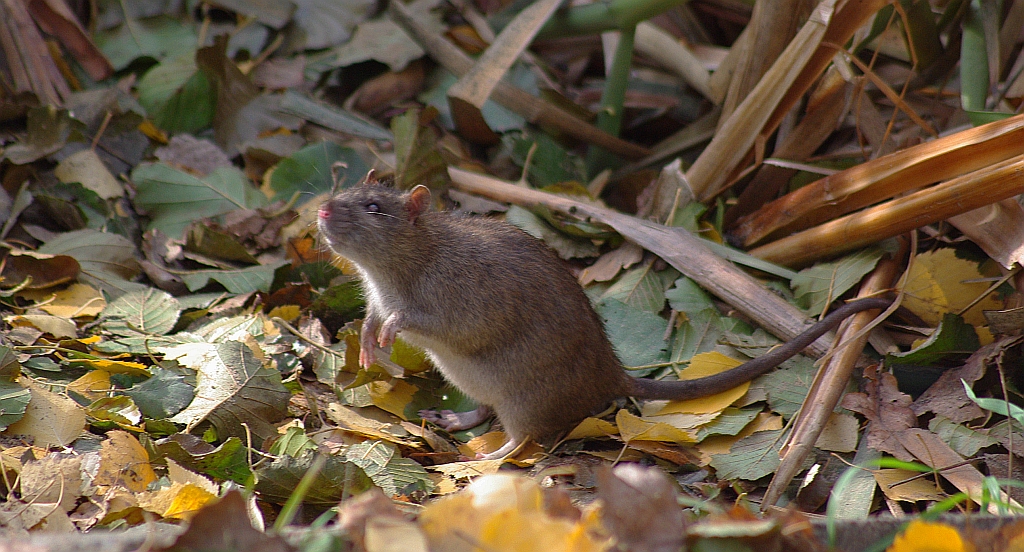 Szczur wędrowny (Rattus norvegicus)
