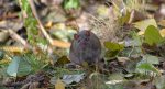 Szczur wędrowny (Rattus norvegicus)