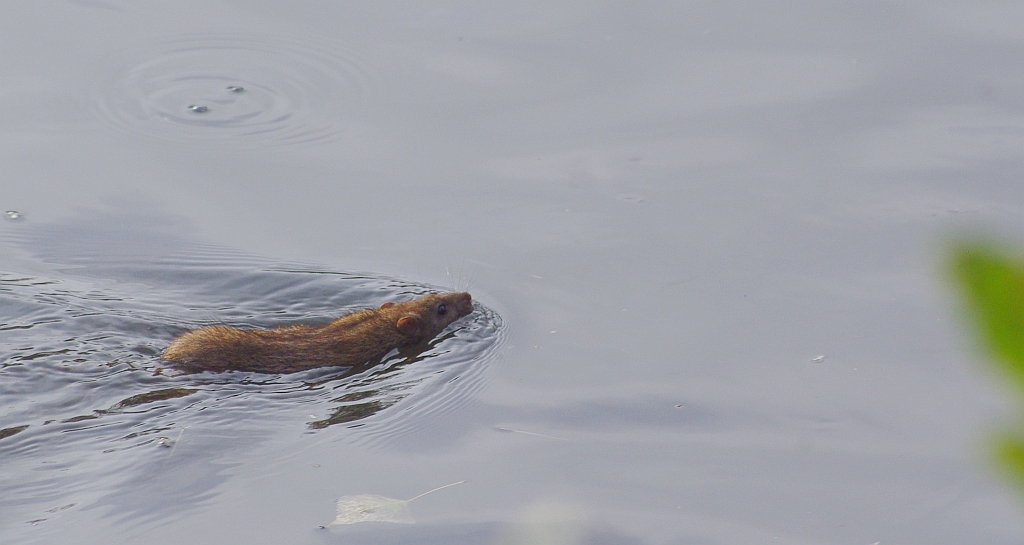 Szczur wędrowny (Rattus norvegicus)