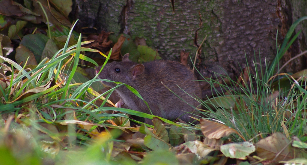 Szczur wędrowny (Rattus norvegicus)