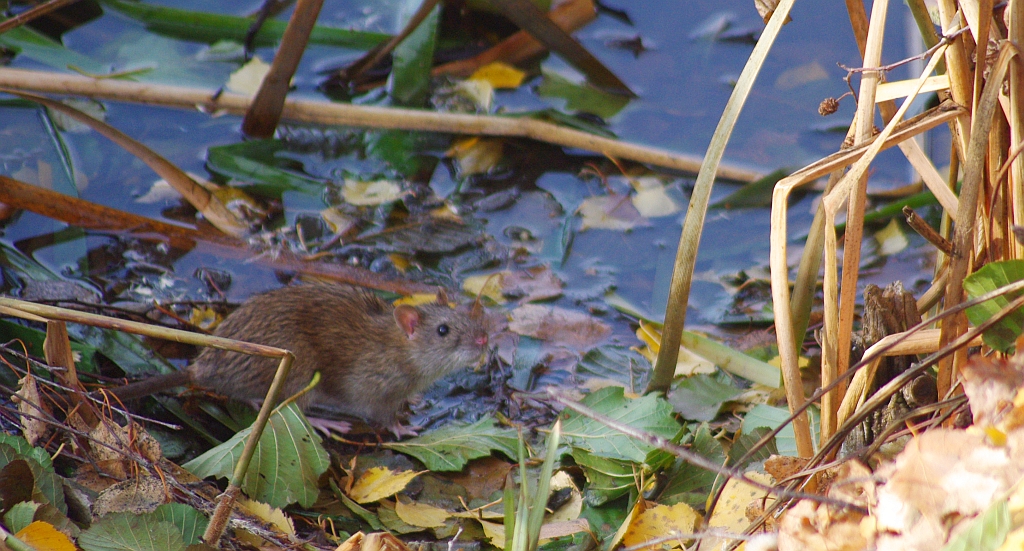 Szczur wędrowny (Rattus norvegicus)
