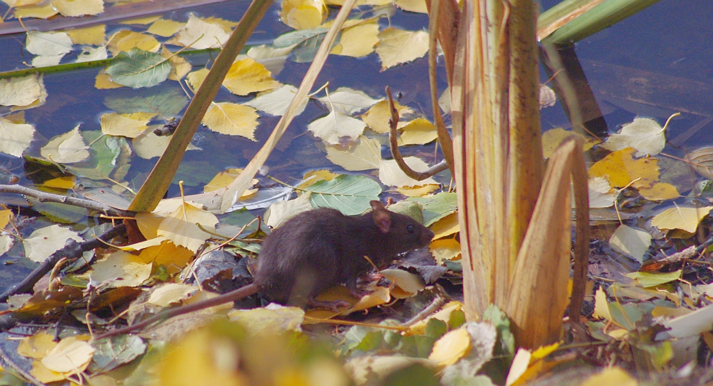 Szczur wędrowny (Rattus norvegicus)