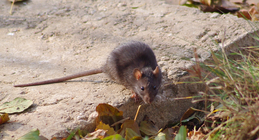 Szczur wędrowny (Rattus norvegicus)