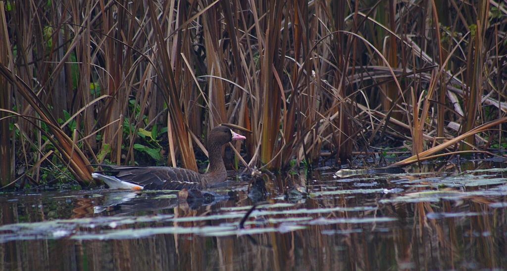 Gęś białoczelna, gęś białoczółka (Anser albifrons)