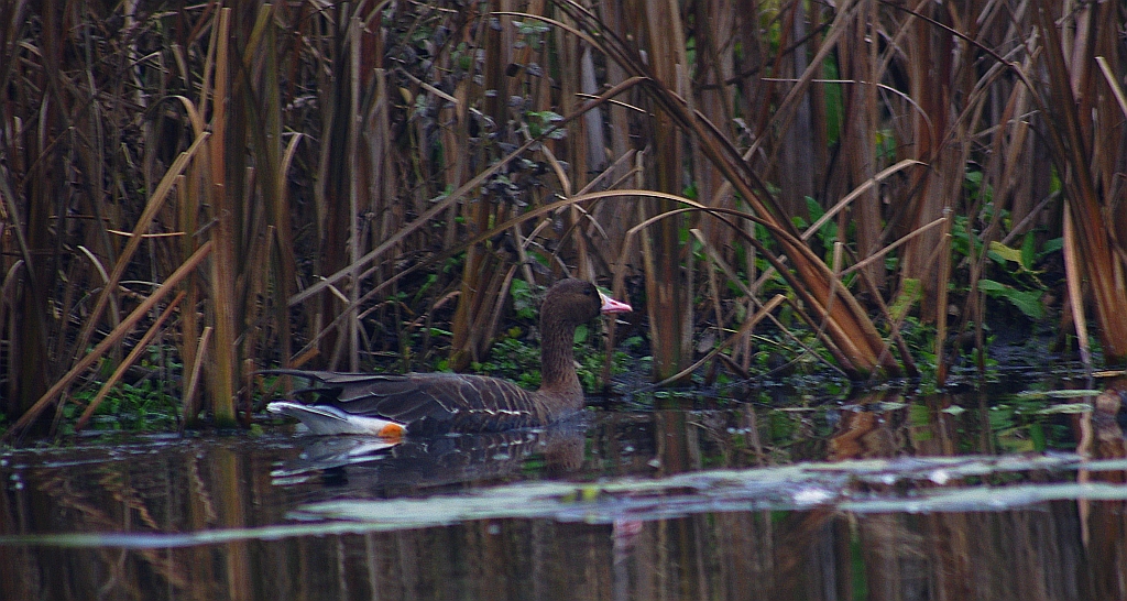 Gęś białoczelna, gęś białoczółka (Anser albifrons)
