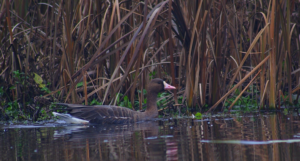 Gęś białoczelna, gęś białoczółka (Anser albifrons)