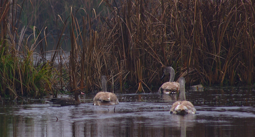 Gęś białoczelna, gęś białoczółka (Anser albifrons)