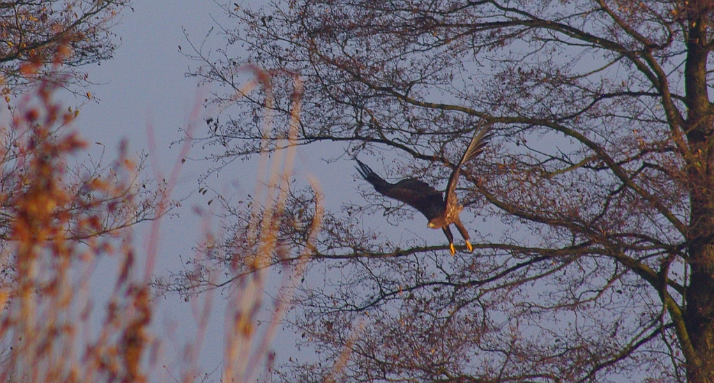 Bielik zwyczajny, bielik, birkut (Haliaeetus albicilla)