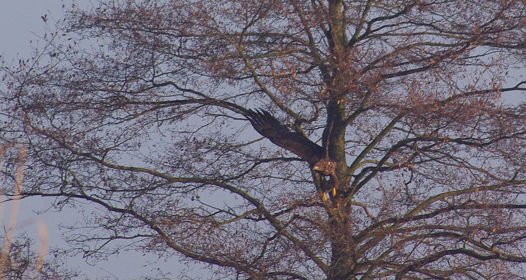Bielik zwyczajny, bielik, birkut (Haliaeetus albicilla)