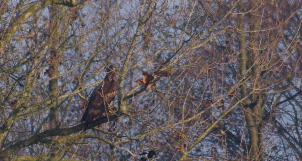 Bielik zwyczajny, bielik, birkut (Haliaeetus albicilla)