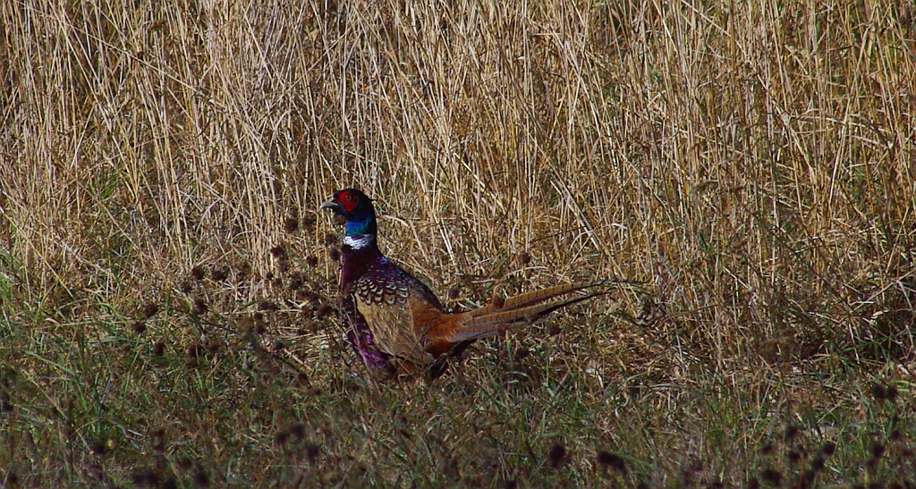 Bażant zwyczajny, bażant szlachetny, bażant, bażant pospolity (Phasianus colchicus)