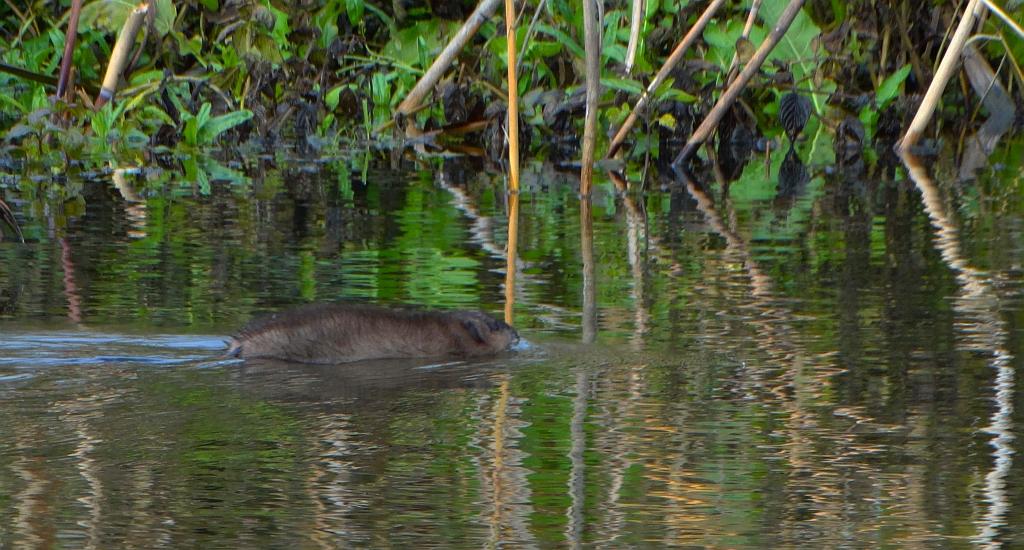 Piżmak, piżmoszczur, szczur piżmowy (Ondatra zibethicus)