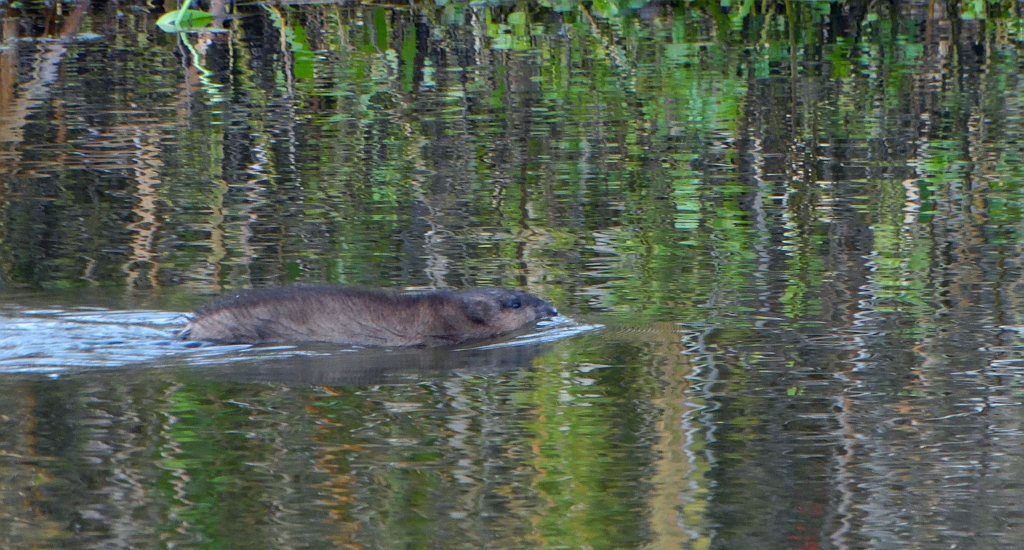 Piżmak, piżmoszczur, szczur piżmowy (Ondatra zibethicus)
