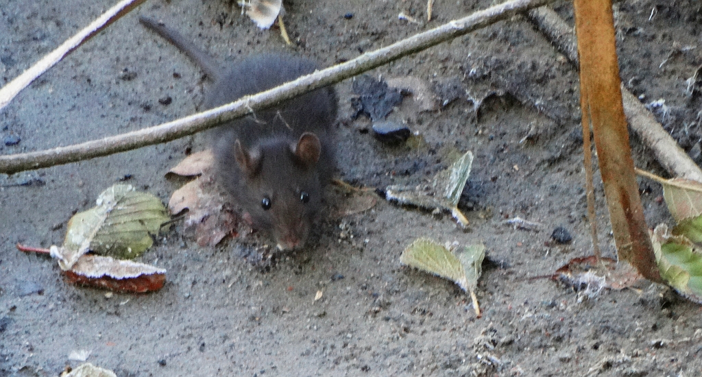 Szczur wędrowny (Rattus norvegicus)