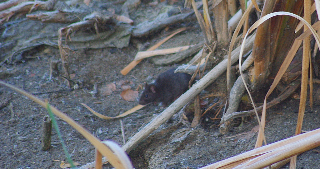 Szczur śniady (Rattus rattus)