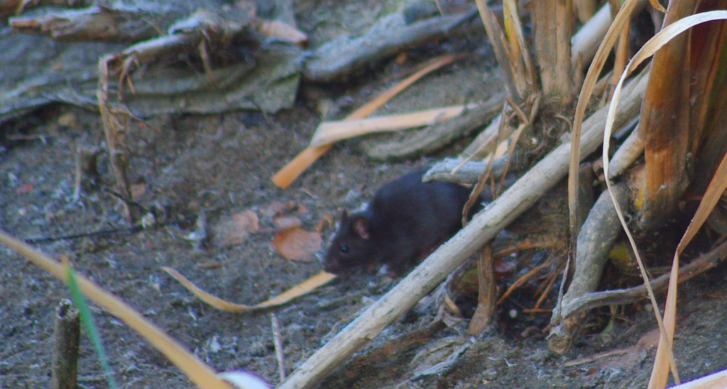 Szczur śniady (Rattus rattus)